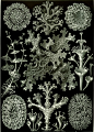 Lichenes - Cladonia （地衣类，[医] 石蕊属） 作者：Haeckel 时间：1899-1904 版本：《自然的艺术形式》