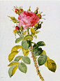 外国经典手绘花卉 (85)