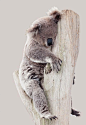 sleepy koala so amazing