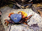 尖肢南海溪蟹