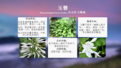 水歌歌采集到植物习性