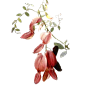 【会计师收藏】免抠PNG素材 花朵 藤蔓 上