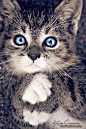 明亮的蓝色眼睛的小猫