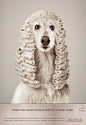 Animal judges, 1 | Foundation Animal in the Law | Ruf Lanz