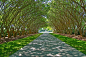 At the Dallas Arboretum and Botanical Garden in Texas, a mature planting of soaring crape myrtle makes a majestic choice for an allée. The trees’ smooth, cinnamon-colored bark and gestural branching provide visual interest year-round. The pathway is paved