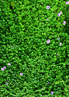 文人黑客采集到贴图—植物