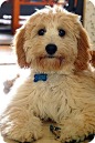 Cavapoo