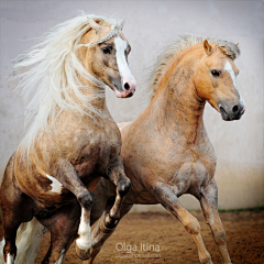 重庆渝中汪洋采集到horse