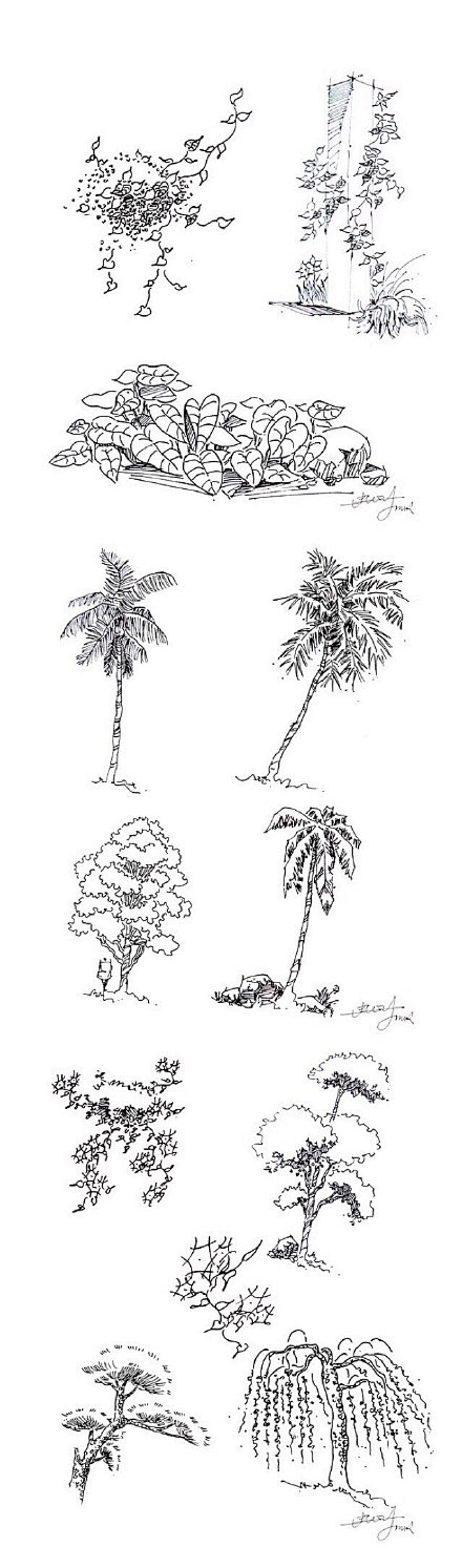 【一学就会，植物手绘速写20种技法】在最...