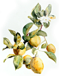 Botanical Paintings on Behance