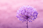 【美图分享】Kasper Nymann的作品《Allium Giganteum in violet colors》 #500px#
