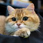 hosico_cat