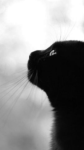 最爱黑猫