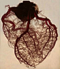 一颗被剥离了脂肪和肌肉组织的心脏标本,事实证明,人心是如此的复杂.