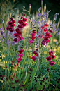 PETTIFERS GARDEN, OXFORDSHIRE. GLADIOLUS PAPILIO 'RUBY' IN A BORDER WITH SANGUISORBA AND ACHILLEA. FLOWER, RED, BULB. Clive Nichols Photography.
