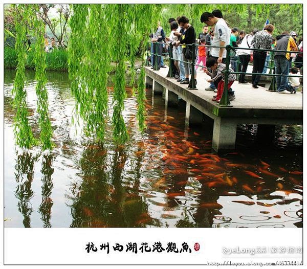 杭州西湖十大美景——花港观鱼