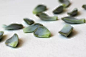 succulent-leaves-how-to-propagate-succulents-from-leaves-and-cuttings-needlesandleaves_net.jpg