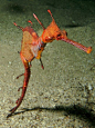 Squids, Nudis, Octopi & More / Sea Horse