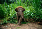 亚洲象一个婴儿走过高高的草丛中，在泰国南邦府的大象避难。有时候大象小牛吮吸它的树干，就像一个人的婴儿吮吸拇指！
