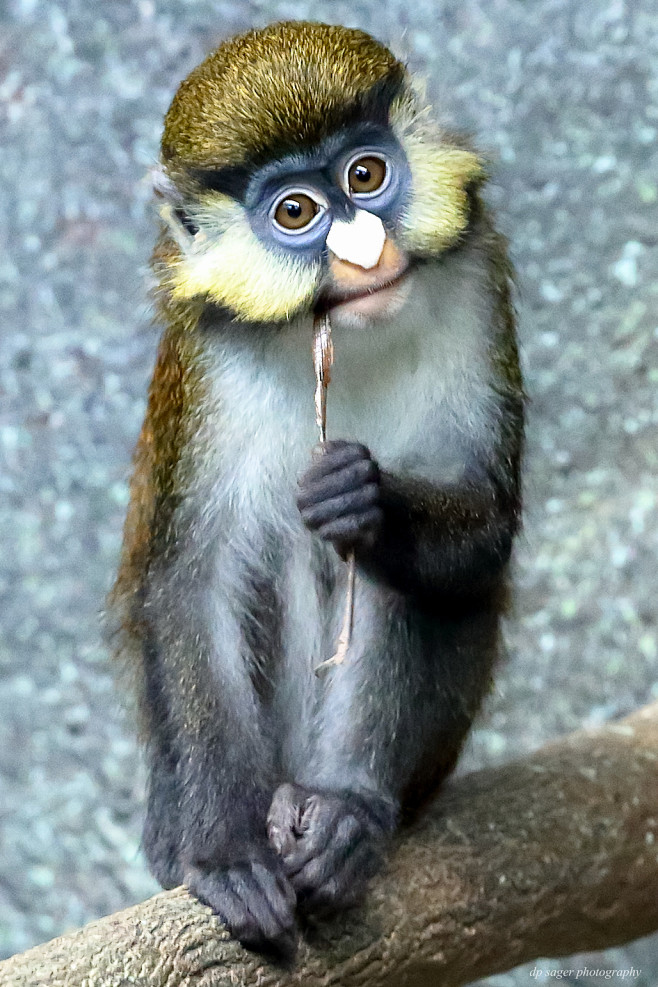 Spot-Nosed Monkey : ...