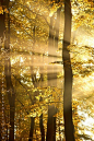 秋天的树木，早晨的光线和阳光
autumn trees, morning light and sunlight.