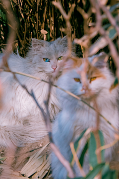 苏嘉楠zk采集到Baby Cats