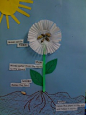 3 dimensional flower diagrams. Green straws make the stems and cupcake papers make the flower. Sunflower seeds are glued in the middle of the cupcake paper. I also had the kids break apart one seed and put part of the shell down in the soil to represent w