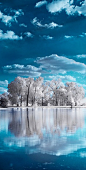 白树，蓝色的天空和冬季仙境
white trees, blue skies and winter wonderland.