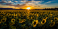 Keith D在 500px 上的照片Sunflower Sunset 2