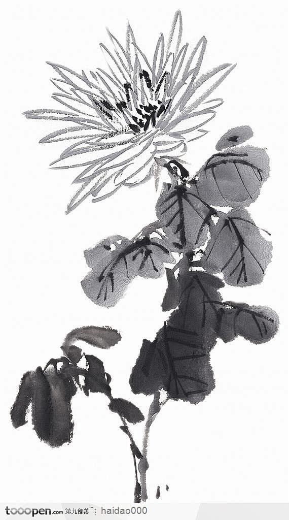 国画花卉植物-黑白水墨菊花