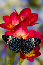 Sammamish Washington Tropical Butterflies photograph Hamadryas arinome the Starry Night Butterfly on beautiful fresia flower“