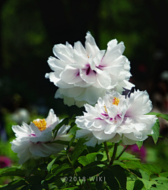 闲潭梦落花采集到芳华之丽