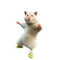 鼠鼠跳舞 GIF 动图表情包