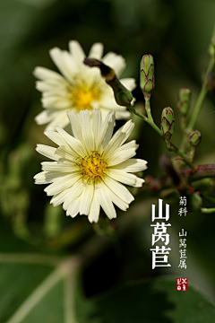 木有枝杂货铺子采集到植物桑。花花草草。