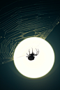 ilfascinodelvago:

Spidermoon
