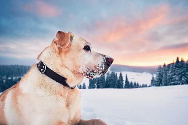 Dog in mountains in ...