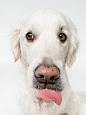 Golden Retriever by Martin Hahn on 500px