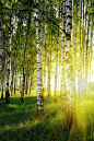桦木，森林和树木
birch, forests and trees