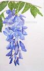 Carol Sapp wisteria print on Etsy: 