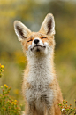 Happy Fox by Roeselien Raimond