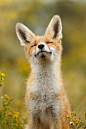 Happy Fox by Roeselien Raimond
