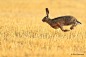 Speedy jumping hare