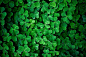 #clovers, #plants, #nature, #macro, #green | Wallpaper No. 6396 - wallhaven.cc