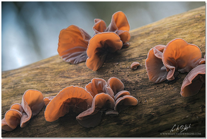 wood ear in the fore...