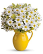 Teleflora's Sunny Day Pitcher of Daisies Container Arrangement