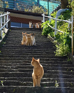 teacaddy采集到萌货们