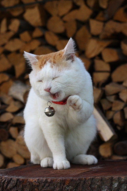 篮子猫-猫叔：居委会某大妈...（“查看...