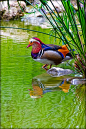 Mandarin Duck just colourful