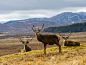 elk wallpaper 17614