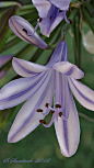 ~ ~紫II（尼罗河的百合花）的希尔维亚砂岩~ ~
~~Violet II (Lily of the Nile) by Sylvia Sandrock~~